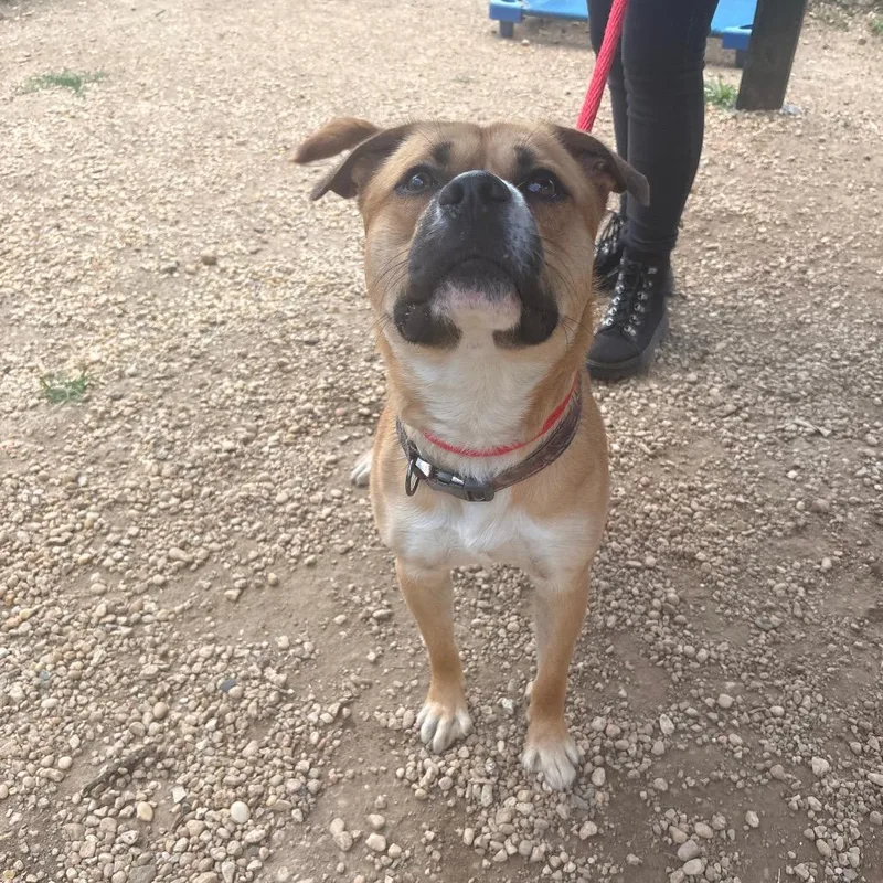 An adult medium-sized male Yellow / Tan / Blond / Fawn Mixed Breed dog named Paxton for adoption in Philadelphia, PA
