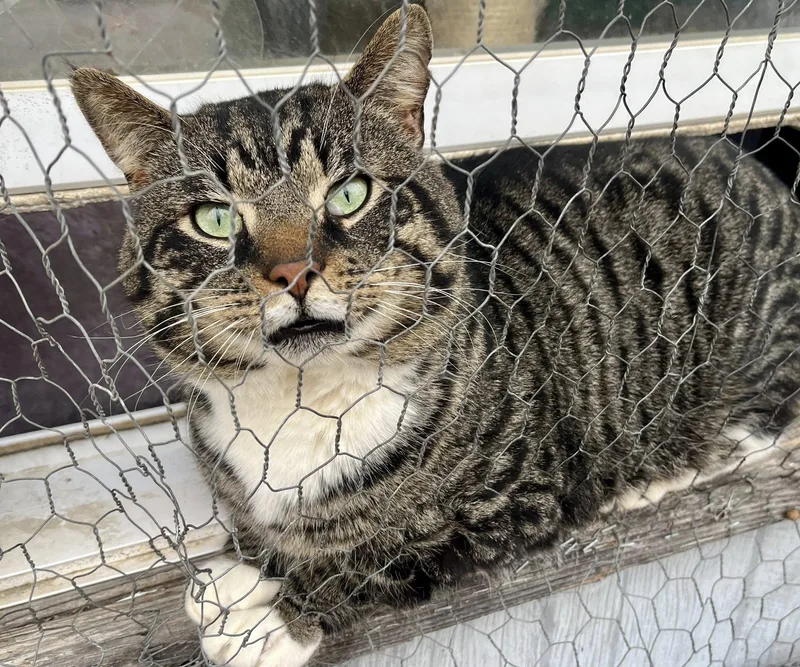 Lemon Pound Cake thumbnail 2