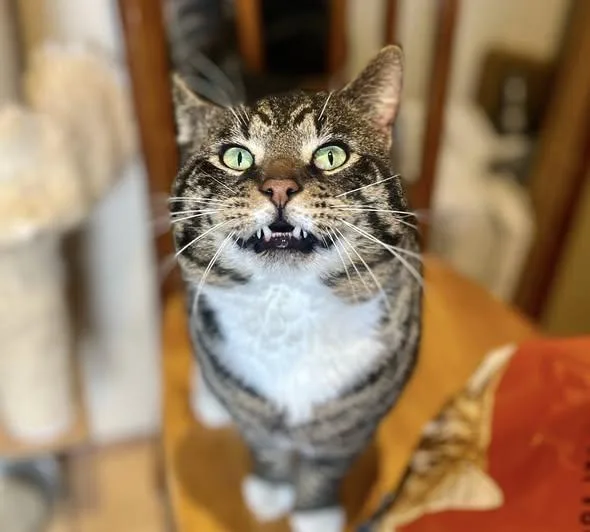 Lemon Pound Cake thumbnail 3