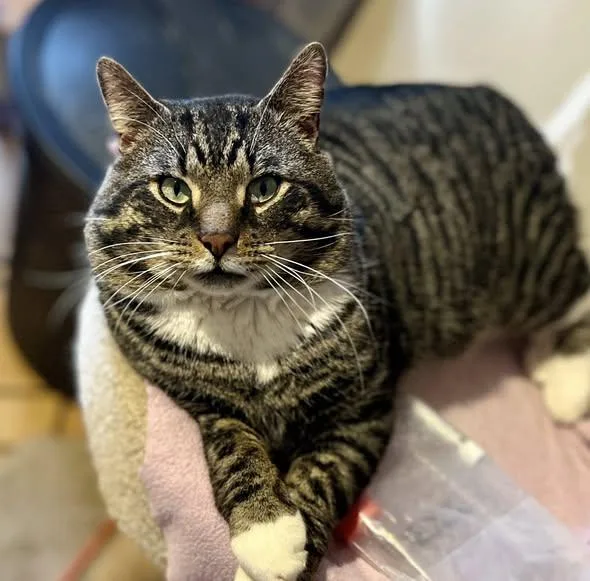 Lemon Pound Cake thumbnail 4