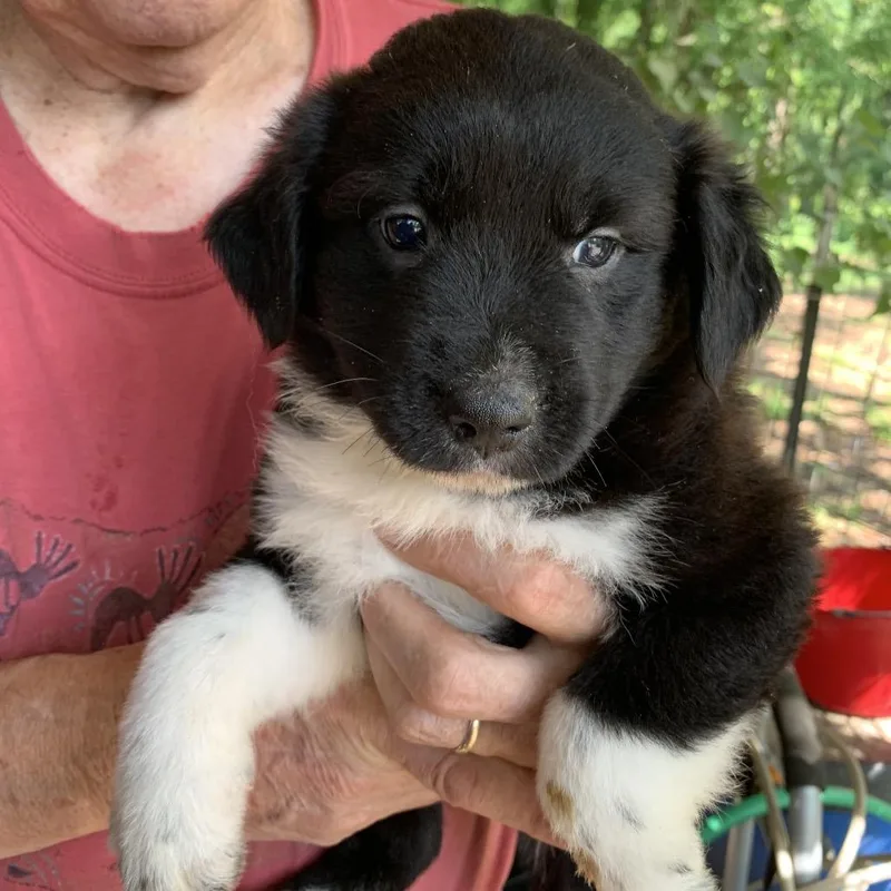 A baby large-sized male Black Great Pyrenees dog named Anthony for adoption in Wadena, MN