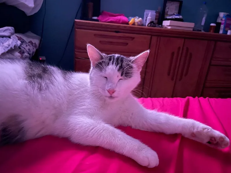 A young medium-sized female Domestic Short Hair cat named Petunia for adoption in Newaygo, MI