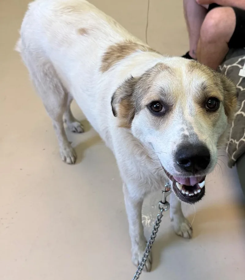 A young large-sized female Great Pyrenees dog named Beckett for adoption in Belton, TX