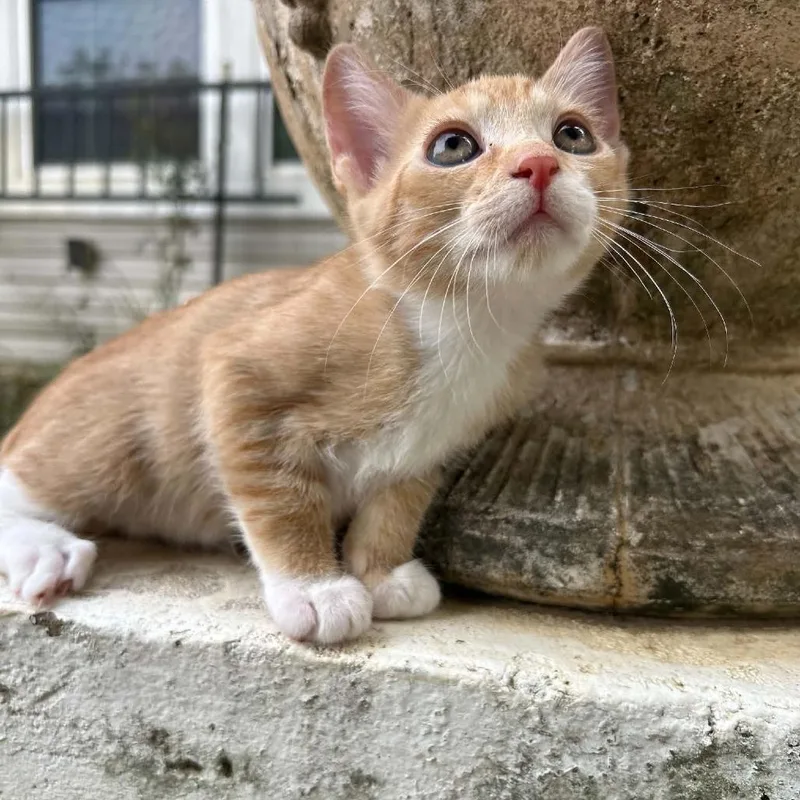 A baby small-sized female Orange / Red Domestic Short Hair cat named Lexi for adoption in Okmulgee, OK