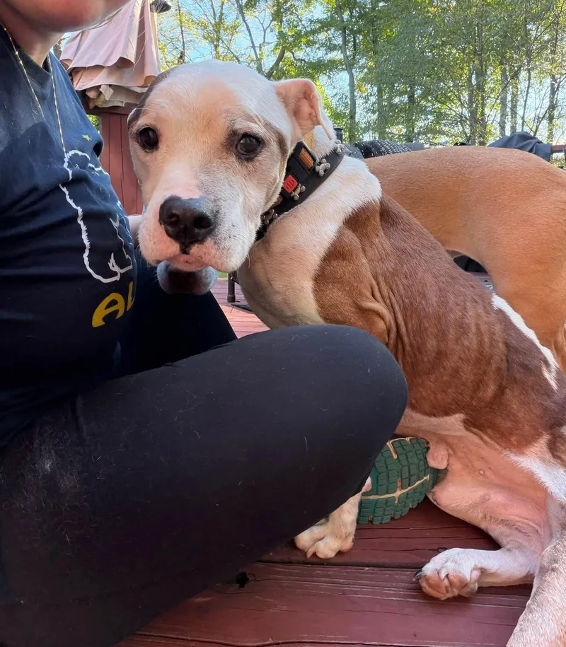 A young medium-sized male Bicolor Pit Bull Terrier dog named Henry for adoption in Warren, OH