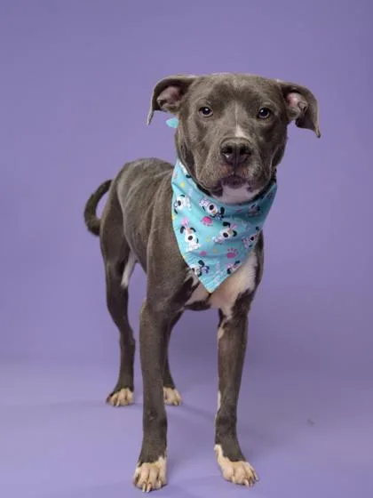 An adult large-sized male Pit Bull Terrier dog named Fortuno for adoption in Atlanta, GA