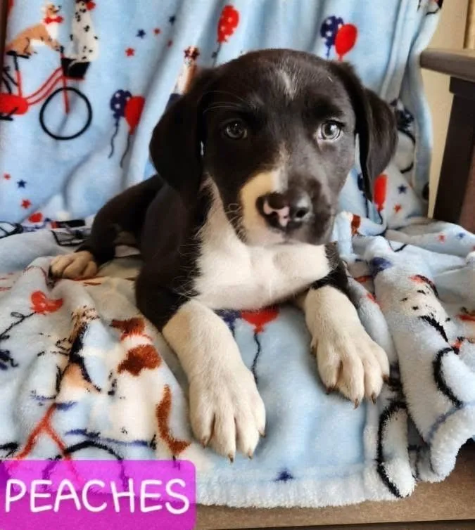 A baby medium-sized female Black Mixed Breed dog named Peaches for adoption in St. Clairsville, OH