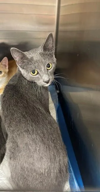 A baby small-sized female Domestic Short Hair cat named Poopy for adoption in Jackson, LA
