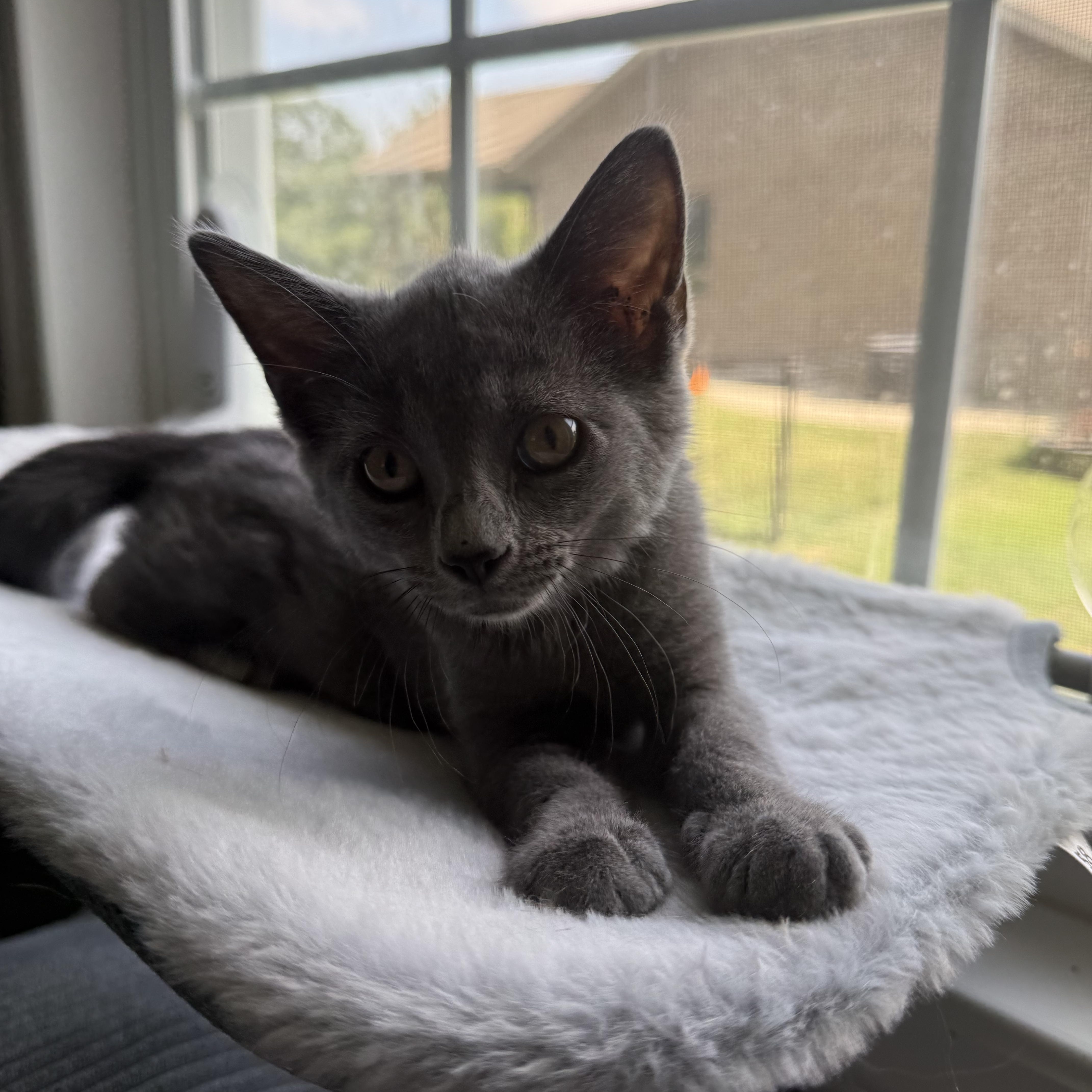 A baby medium-sized female Russian Blue cat named Sophia for adoption in Brighton, IL