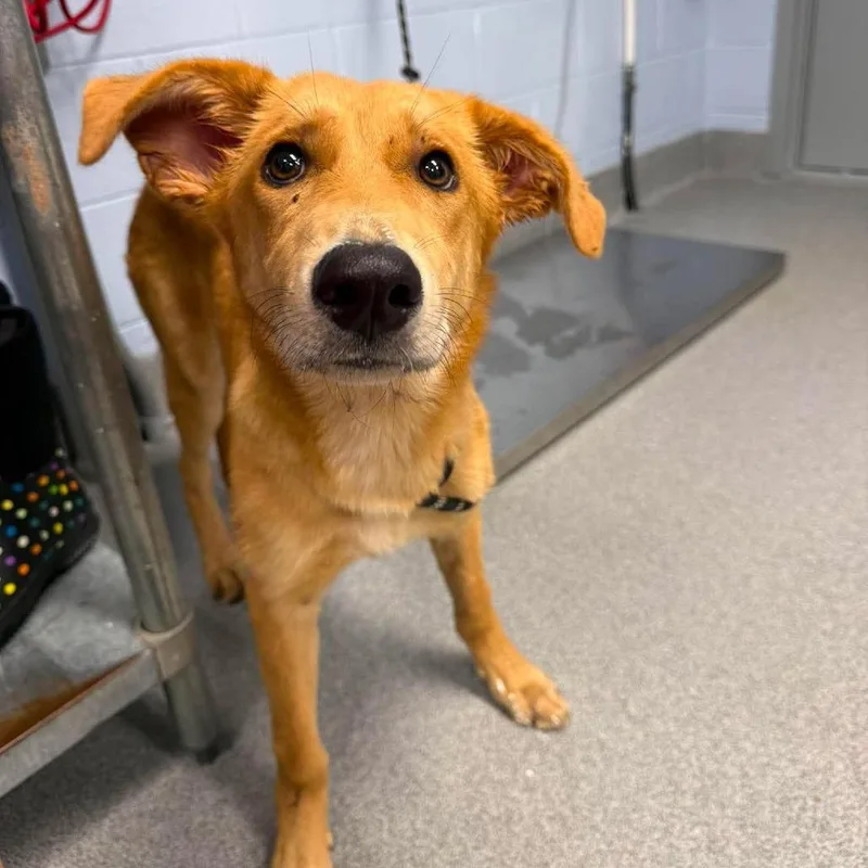 A young medium-sized female Brown / Chocolate Retriever dog named Glory for adoption in Martinsville, VA