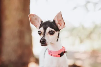 An adult small-sized female Chihuahua dog named A Cupcaketowneplace Suites for adoption in North Charleston, SC