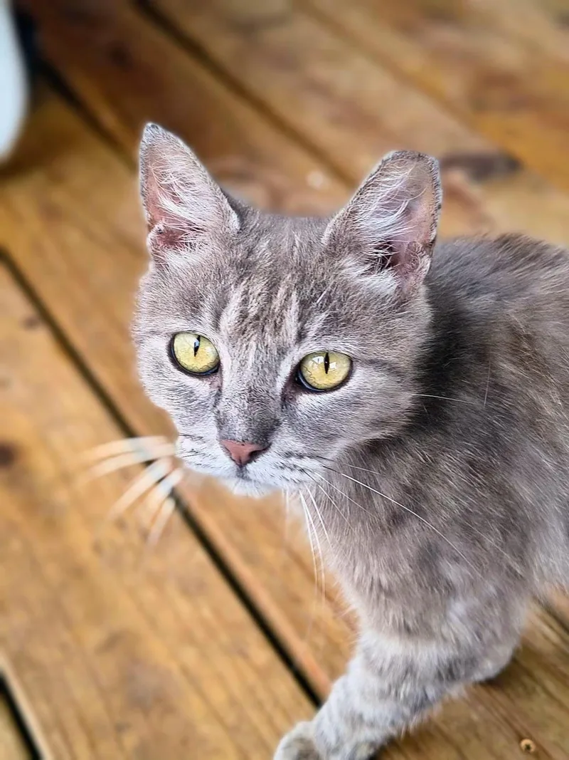 An adult medium-sized female Tabby (Gray / Blue / Silver) Tabby cat named Willow for adoption in Oriental, NC