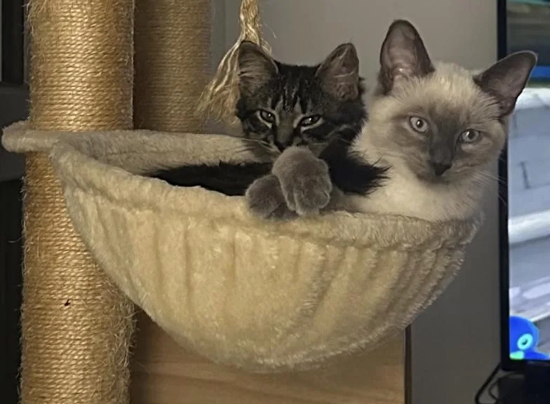 A baby medium-sized female Seal Point Siamese cat named Mellow And Maeve for adoption in Salem, NH