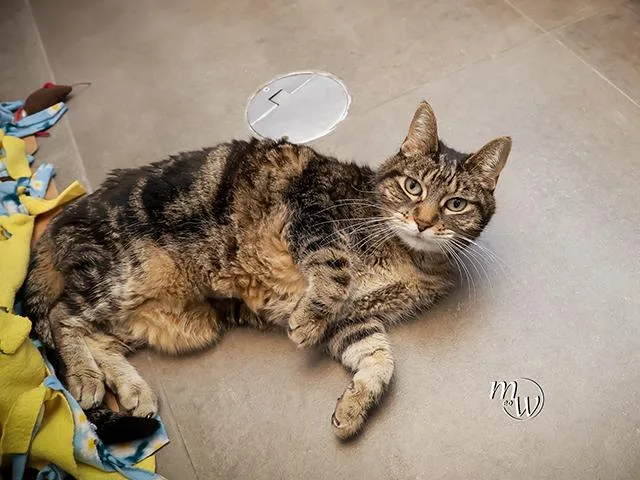 An adult medium-sized female Domestic Short Hair cat named Paisley for adoption in Omaha, NE