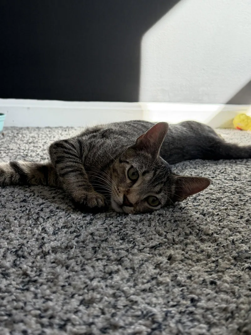 A young medium-sized male Domestic Short Hair cat named Dreamy for adoption in East Derry, NH