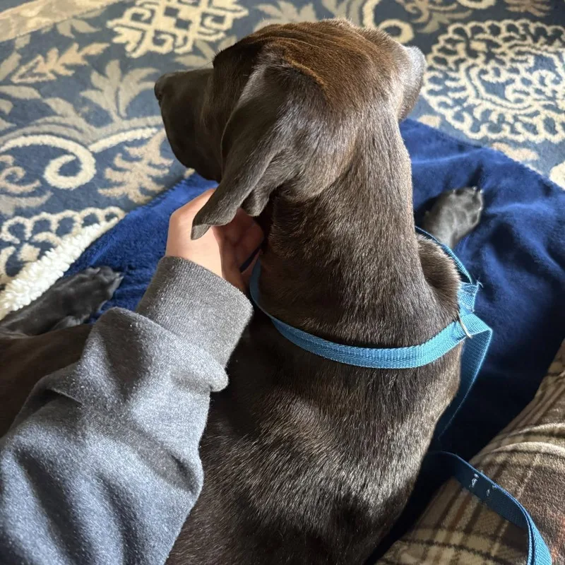 A baby medium-sized female Black Pit Bull Terrier dog named Lolli for adoption in Alexandria, VA