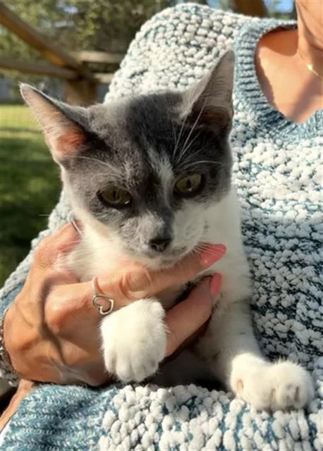 A young medium-sized female Domestic Short Hair cat named Chachis for adoption in Haw River, NC