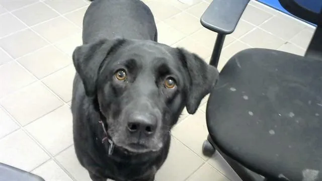 A young medium-sized female Labrador Retriever dog named Bella for adoption in Albuquerque, NM