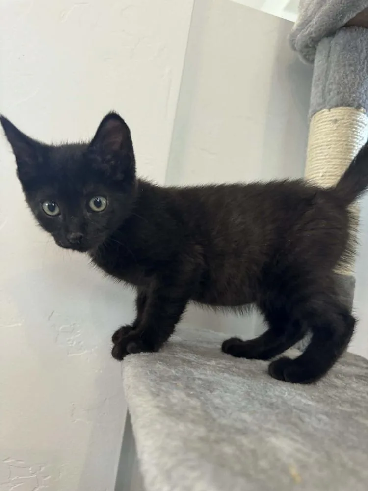 A baby small-sized male Black Domestic Medium Hair cat named Okra for adoption in tucson, AZ