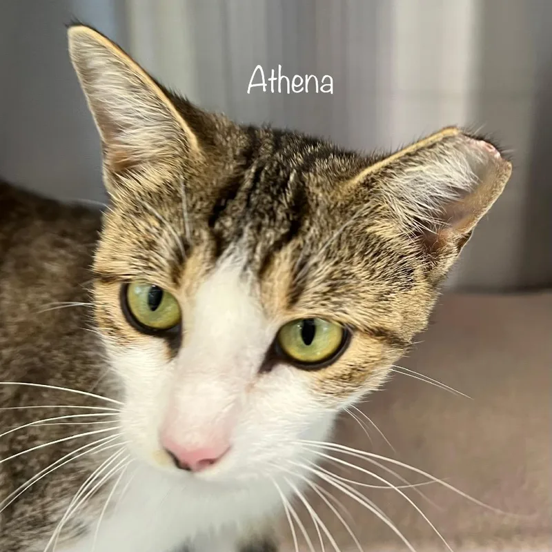A young medium-sized female White Domestic Short Hair cat named Athena for adoption in Madisonville, TN