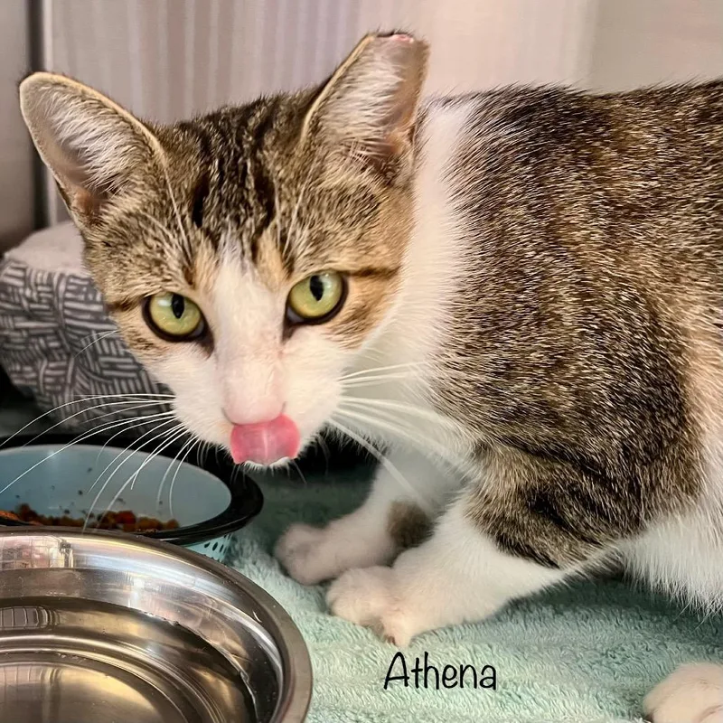 Athena thumbnail 2