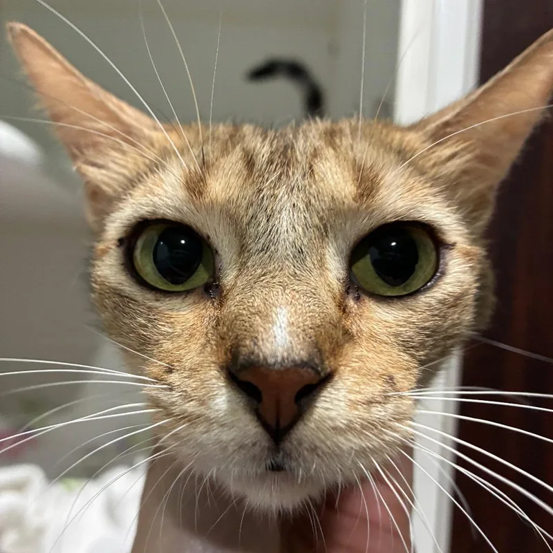 A young medium-sized female Buff / Tan / Fawn Domestic Short Hair cat named A Cat'S Life for adoption in Kyle, TX