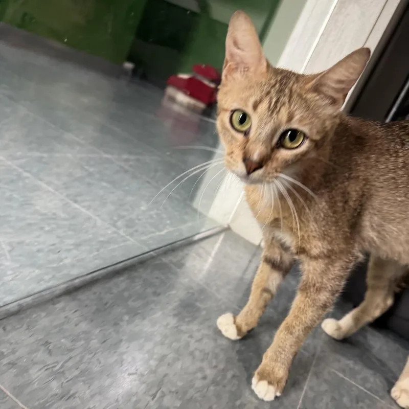 A Cat'S Life thumbnail 2