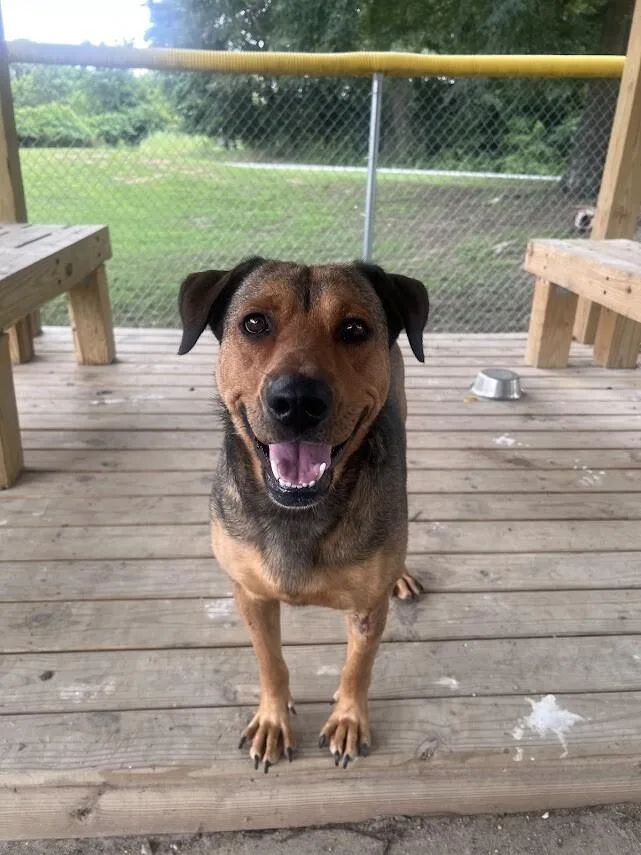 An adult large-sized female Red / Chestnut / Orange Shepherd dog named Rose for adoption in Colonial Heights, VA