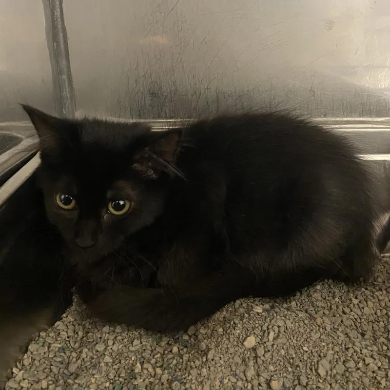 A baby small-sized female Black Domestic Short Hair cat named Ketchup for adoption in Monroe, LA