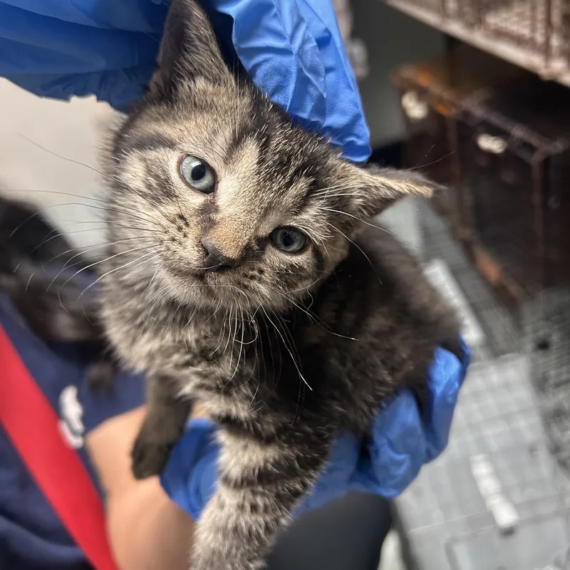 A baby small-sized female Gray / Blue / Silver Domestic Short Hair cat named Wokeman for adoption in Philadelphia, PA