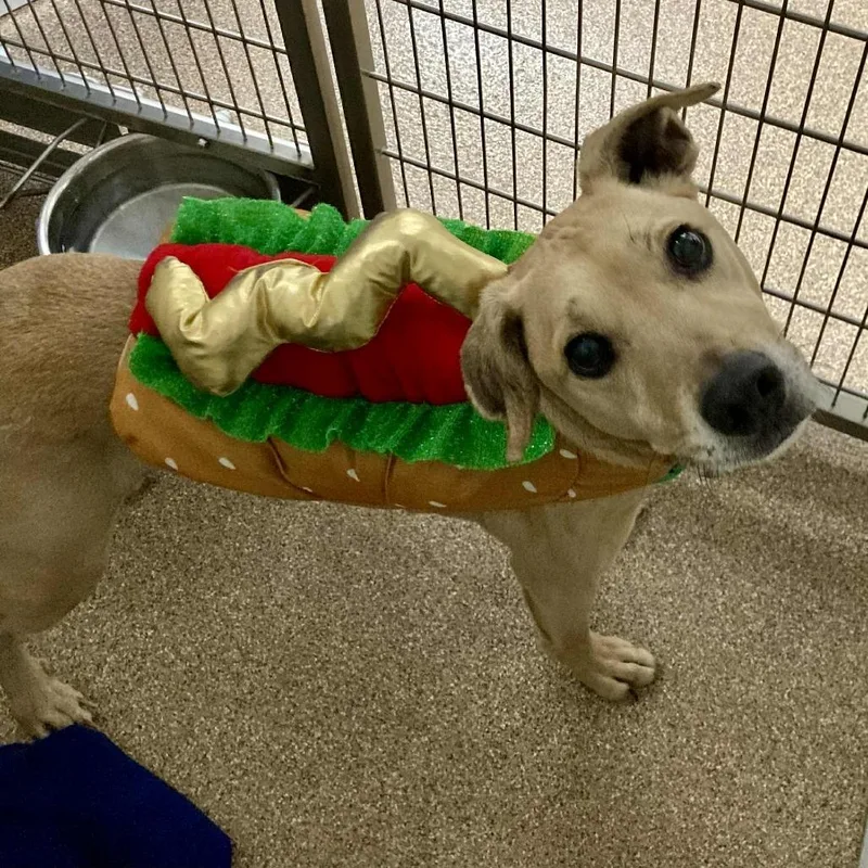 A senior medium-sized male Yellow / Tan / Blond / Fawn Mixed Breed dog named Yeti for adoption in Ballston Spa, NY
