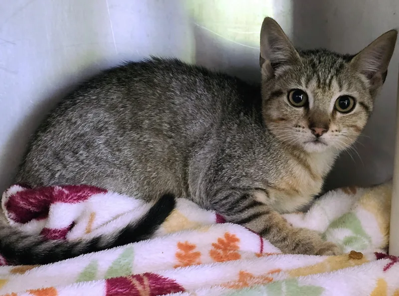A baby medium-sized female Tabby (Brown / Chocolate) Domestic Short Hair cat named Gazelle for adoption in Amityville, NY
