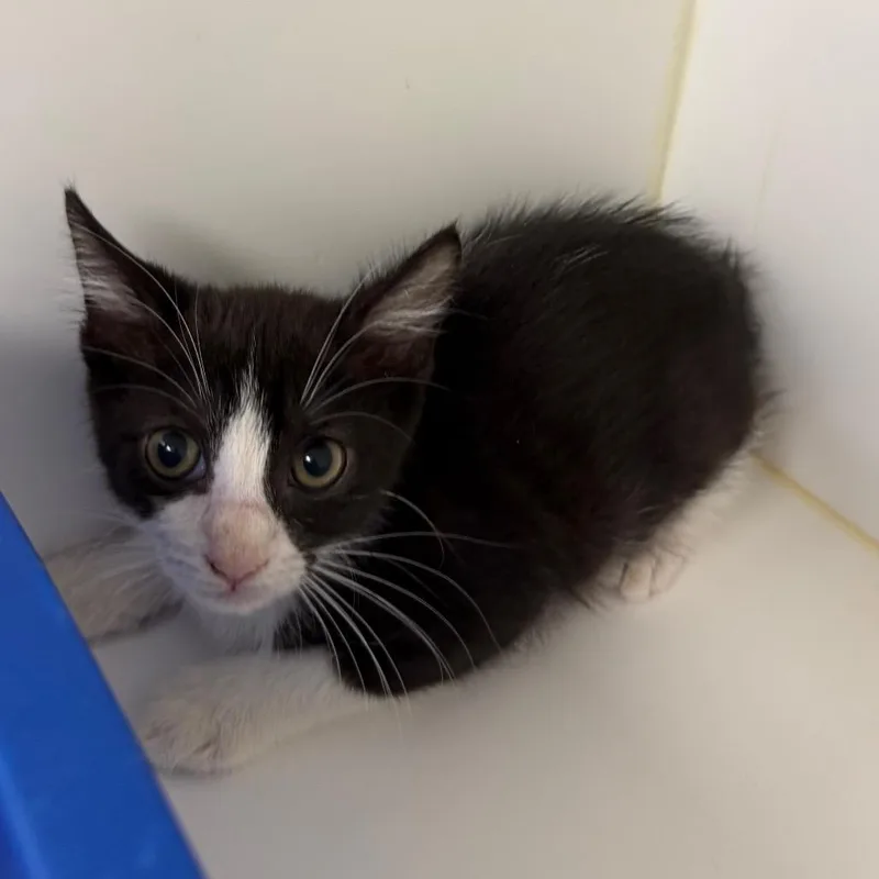 A baby small-sized female Black Domestic Short Hair cat named Groga for adoption in West Palm Beach, FL