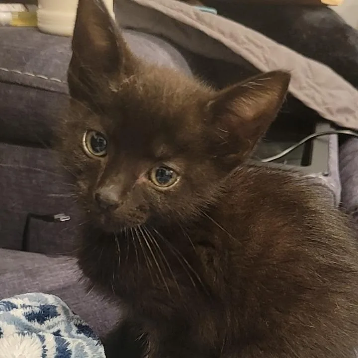 A baby small-sized female Black Domestic Short Hair cat named Dean for adoption in Bel Air, MD