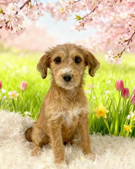 A baby small-sized male Brown / Chocolate Schnauzer dog named David for adoption in Tehachapi, CA