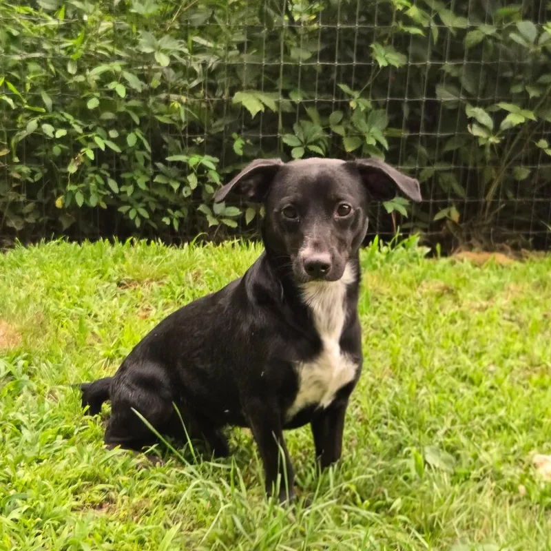 An adult small-sized male Black Jack Russell Terrier dog named CT Monkey Monkey lbs! for adoption in Eastford, CT
