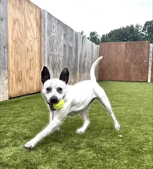 An adult medium-sized female White / Cream Terrier dog named Arabella for adoption in Detroit, MI