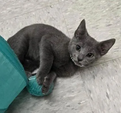 A baby small-sized male Gray / Blue / Silver Domestic Short Hair cat named Concrete for adoption in Kansas City, MO