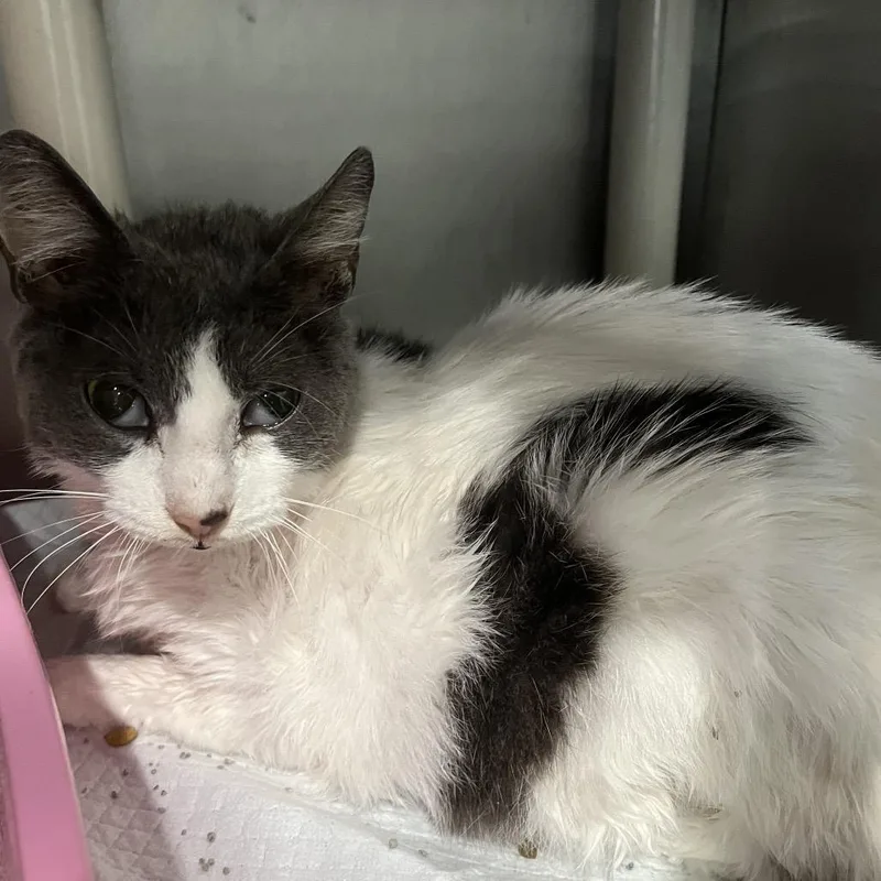 Tortilla thumbnail 2