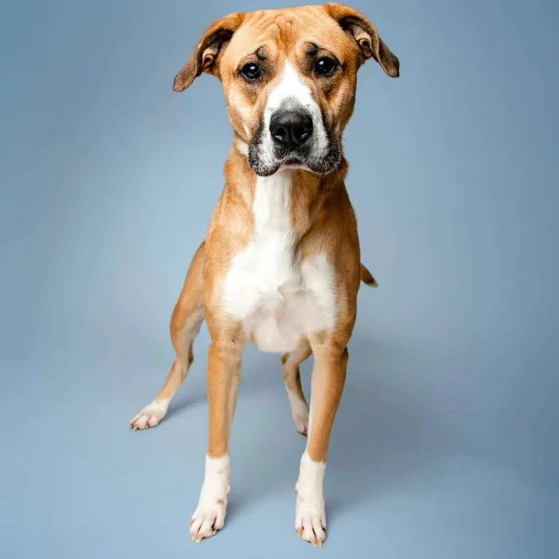 An adult large-sized female Yellow / Tan / Blond / Fawn Mixed Breed dog named Abigail for adoption in Jefferson city, TN