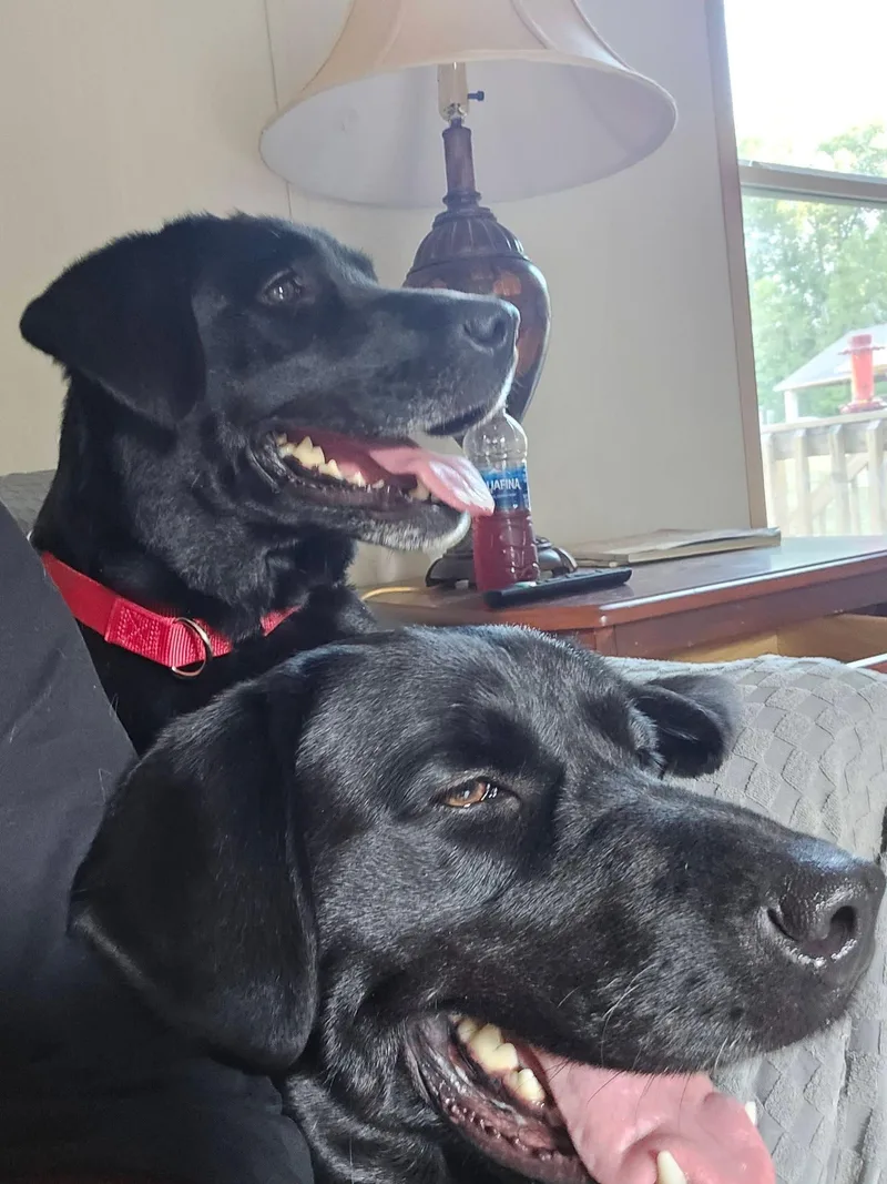 An adult large-sized female Black Labrador Retriever dog named Cherry & Bailey for adoption in Elkton, MD