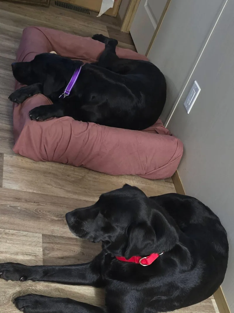 Cherry & Bailey thumbnail 3