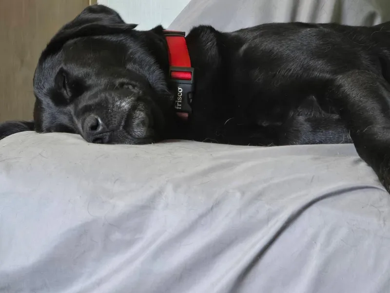 Cherry & Bailey thumbnail 5