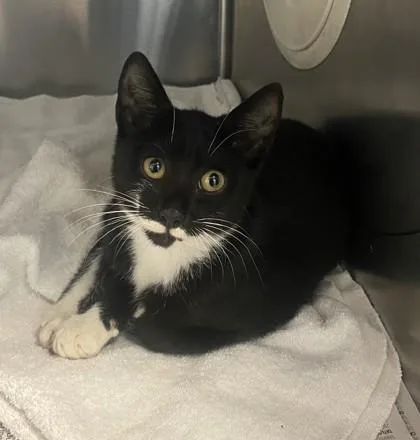 A baby medium-sized female Domestic Short Hair cat named Kenora for adoption in Chamblee, GA