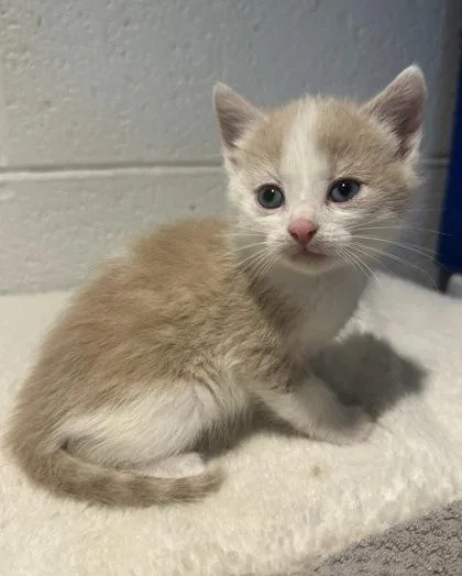 A baby small-sized male Domestic Short Hair cat named Sunnie for adoption in Wilkesboro, NC
