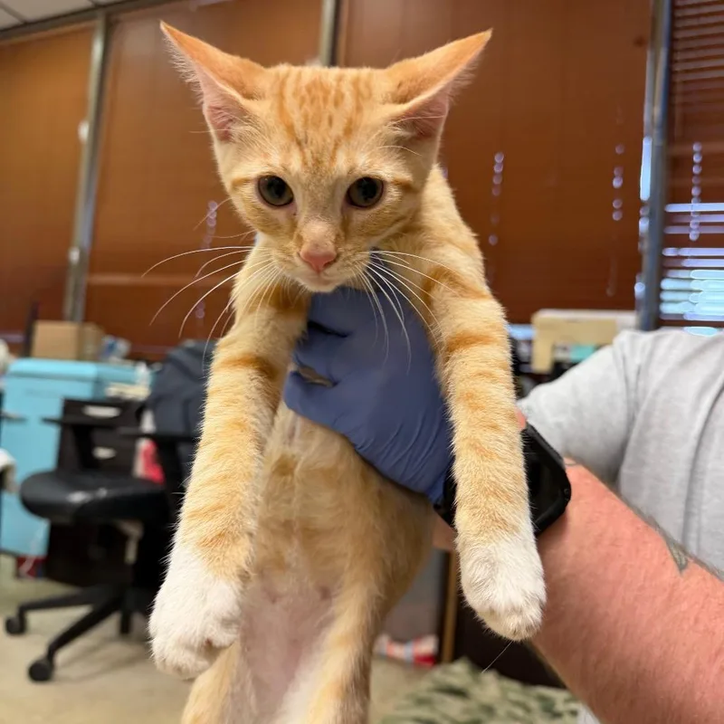 A baby small-sized male Domestic Short Hair cat named Weasley for adoption in Birmingham, AL