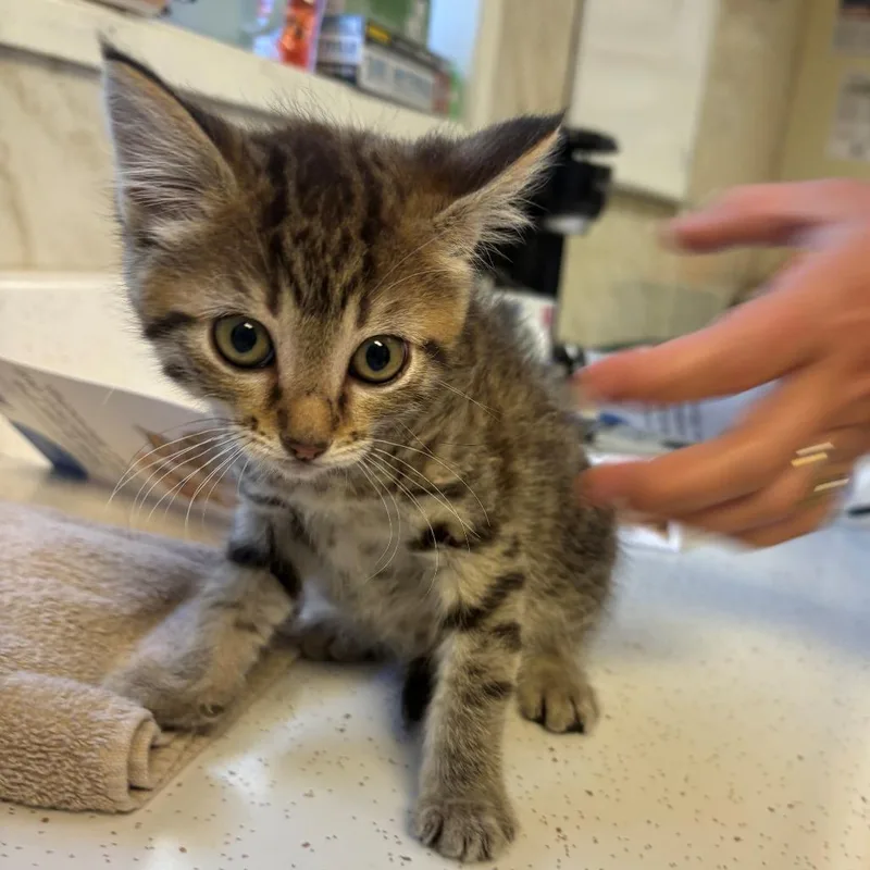 A baby small-sized female Brown / Chocolate Domestic Short Hair cat named Ginger for adoption in Chehalis, WA