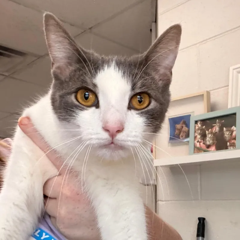An adult medium-sized male White Domestic Short Hair cat named Sprocket for adoption in Indianapolis, IN