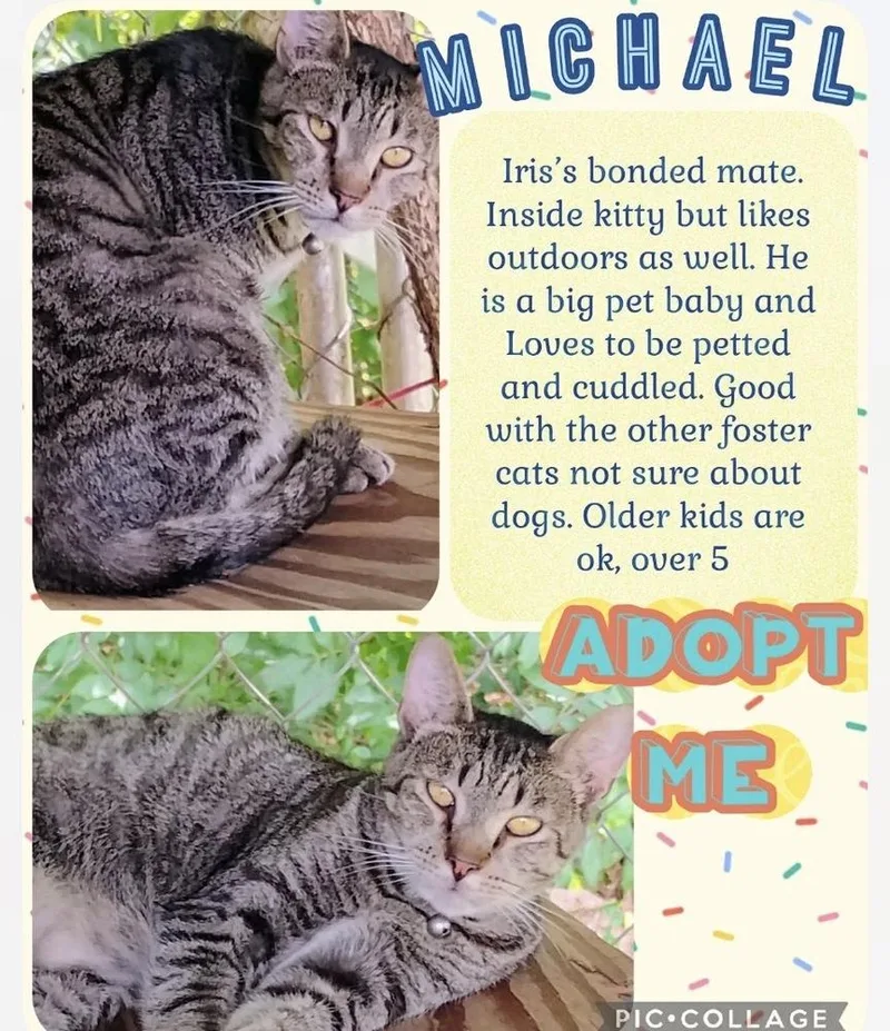 A young medium-sized male Gray / Blue / Silver Domestic Short Hair cat named Michael for adoption in Kannapolis, NC
