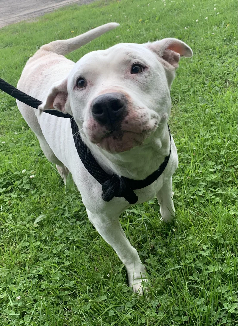 An adult medium-sized female White / Cream American Staffordshire Terrier dog named Sugar for adoption in Massena, NY